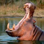 Gobierno autorizó eutanasia de 80 hipopótamos con una inversión de 7.200 millones